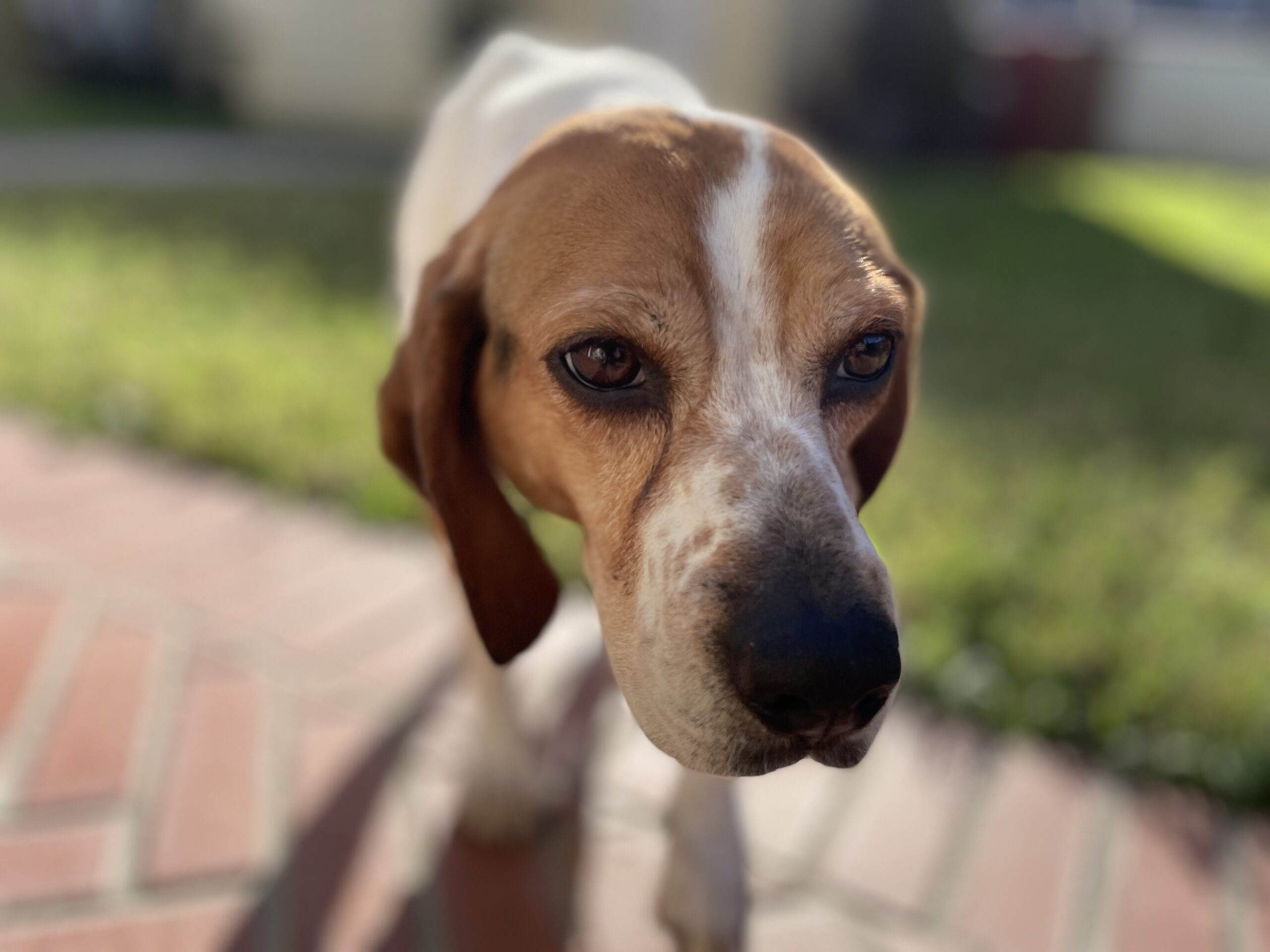 Beagle boy in yard