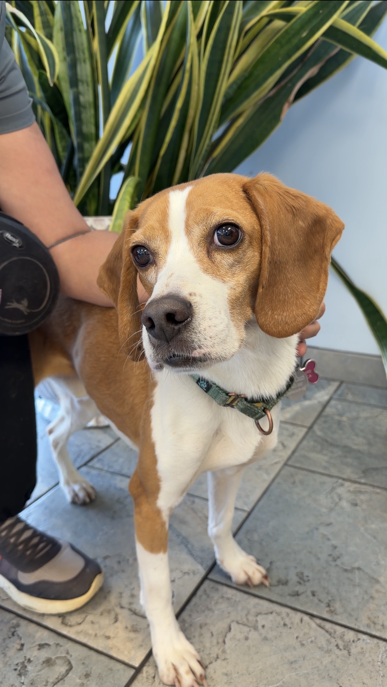 Beagle dog Bosch in park