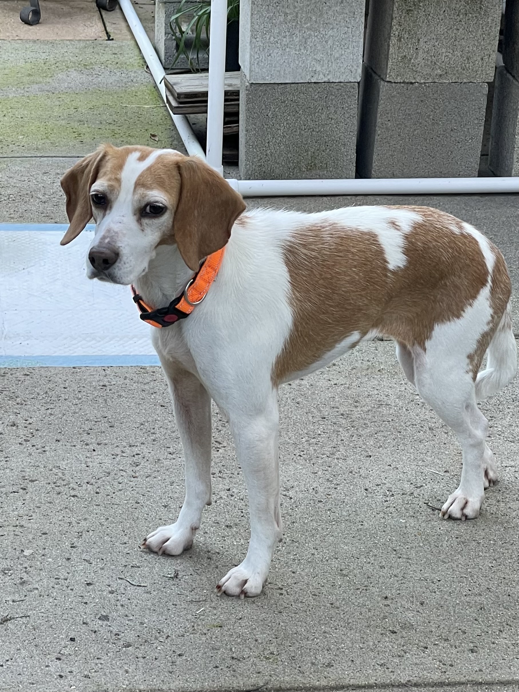 Beagle dog Bosch in park