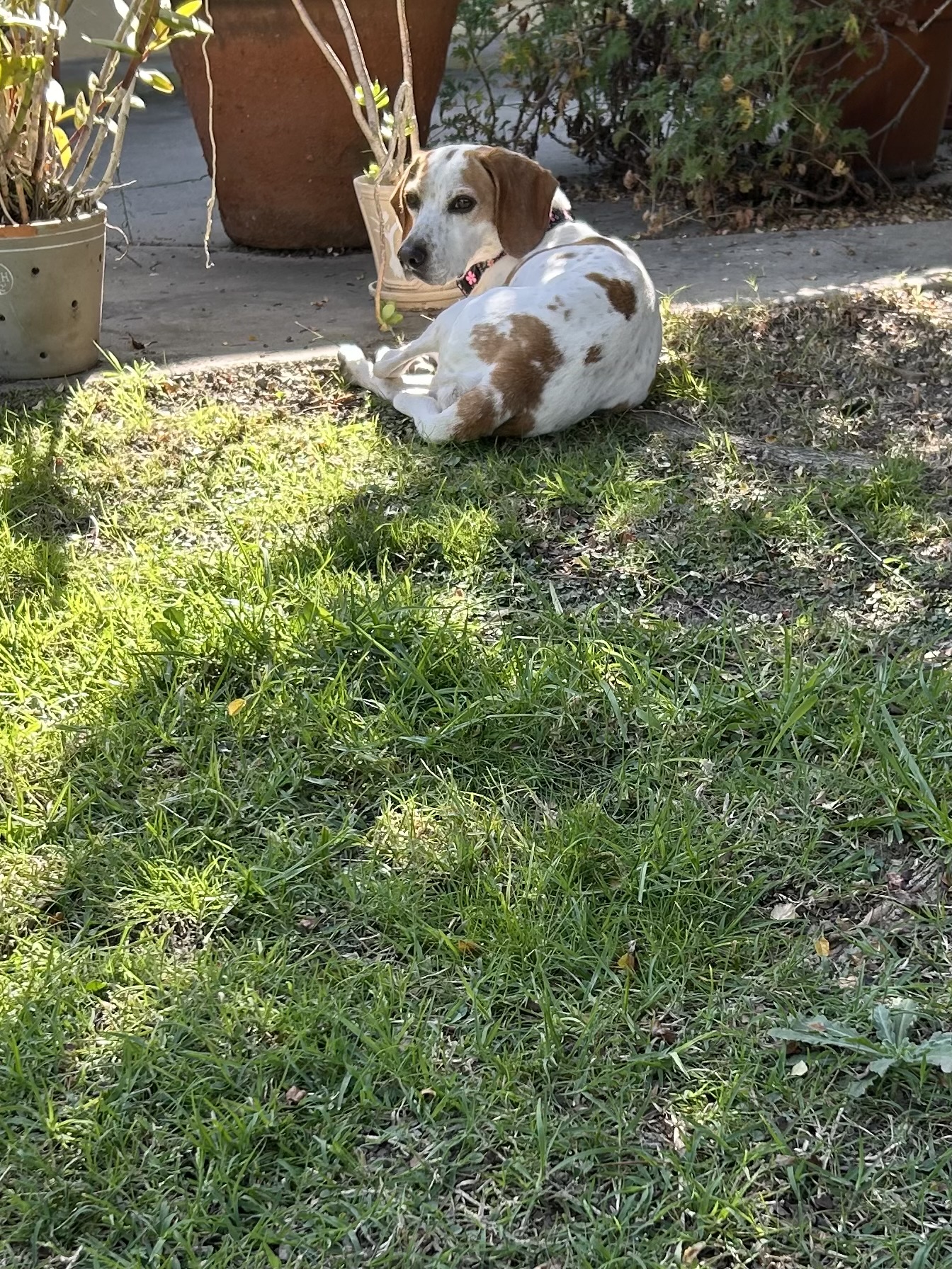 Beagle dog Bosch in park