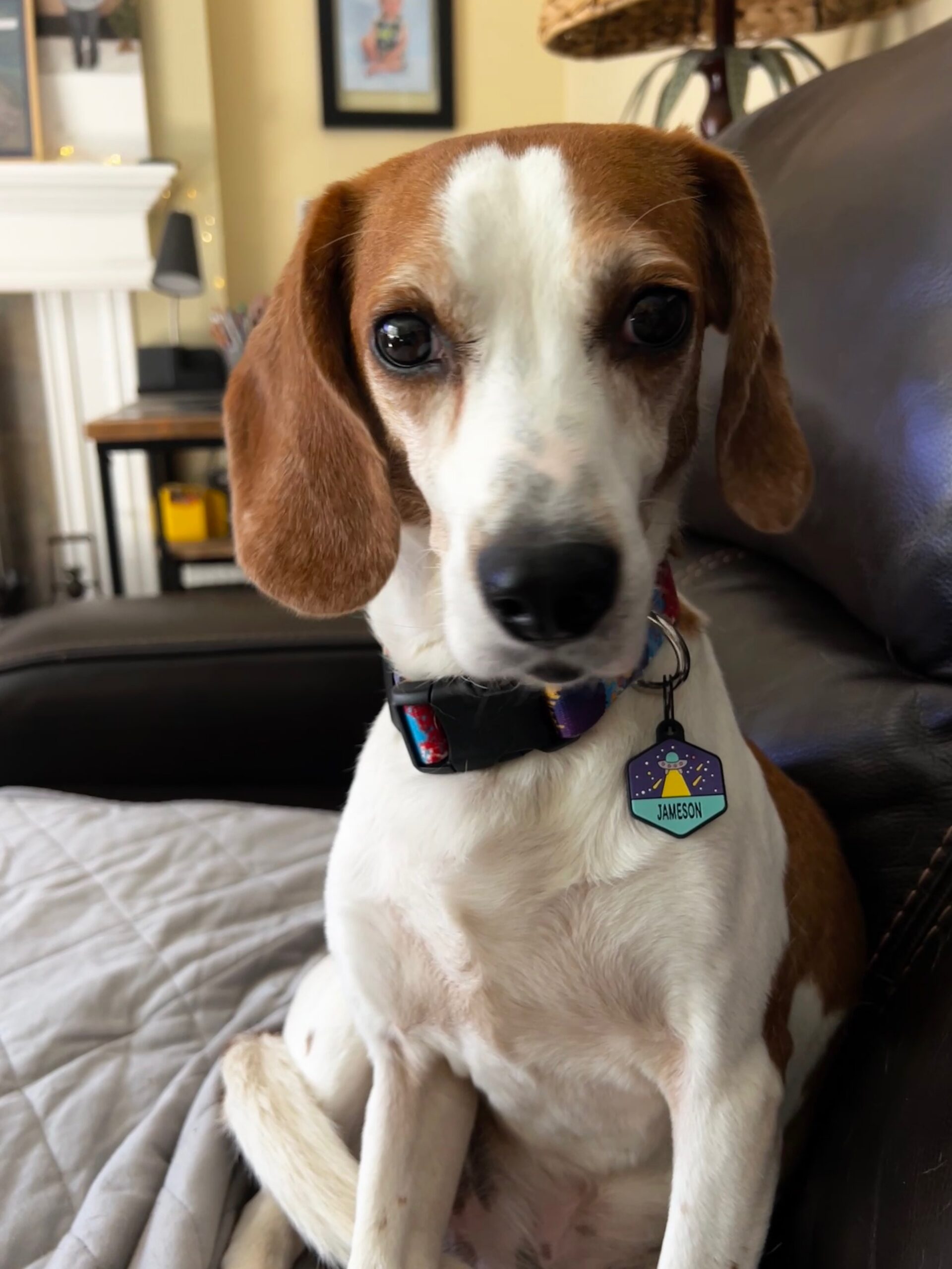 Beagle boy Basil in park