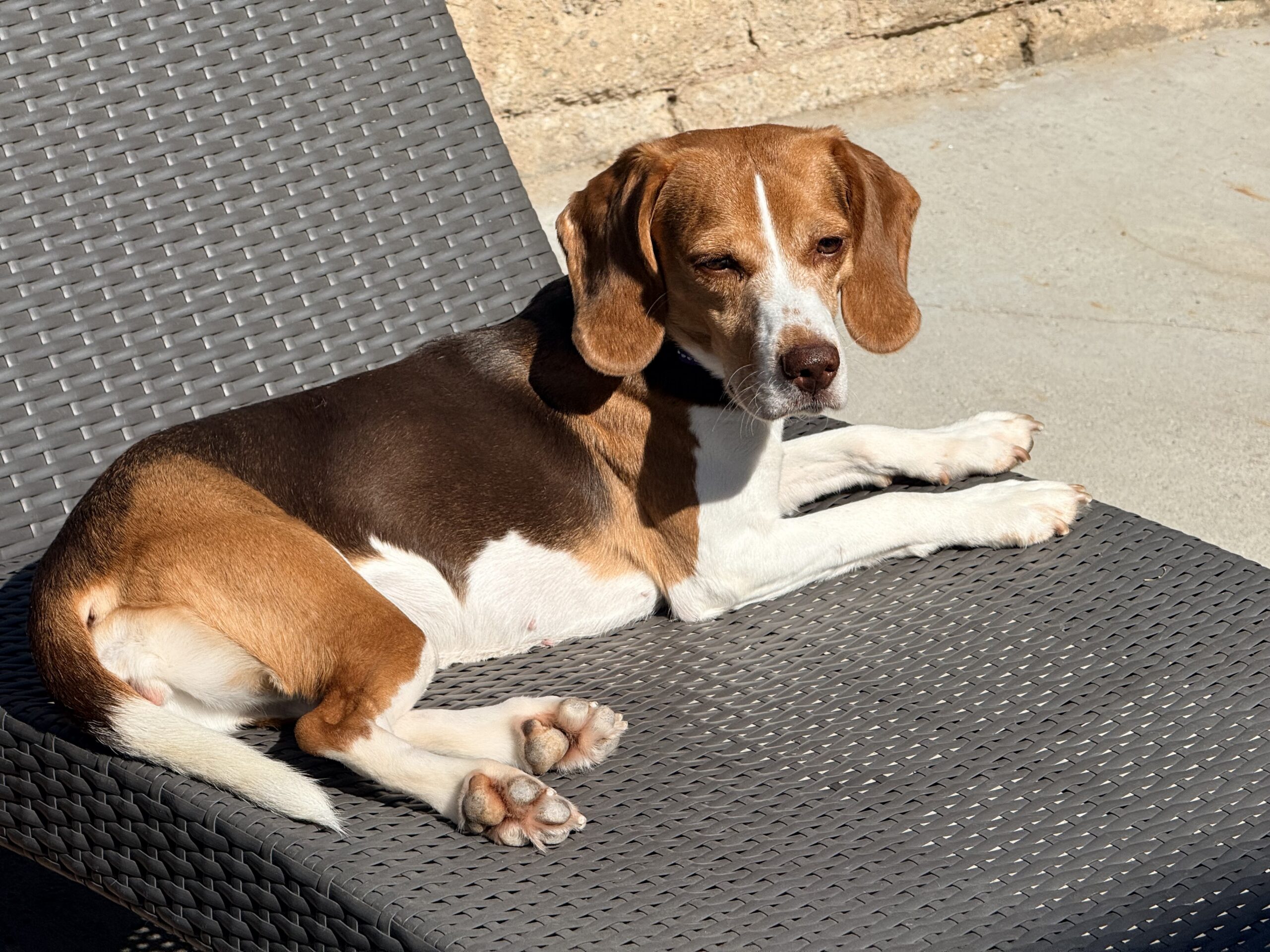 Beagle dog Bosch