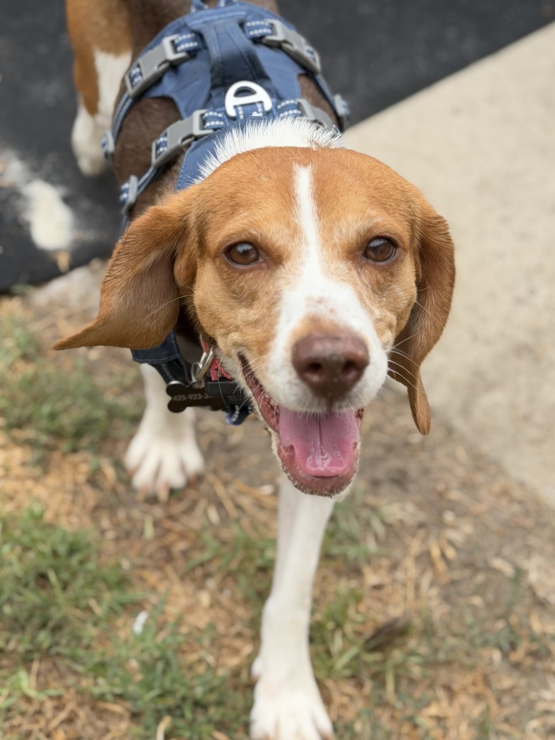 Beagle dog Bosch in park