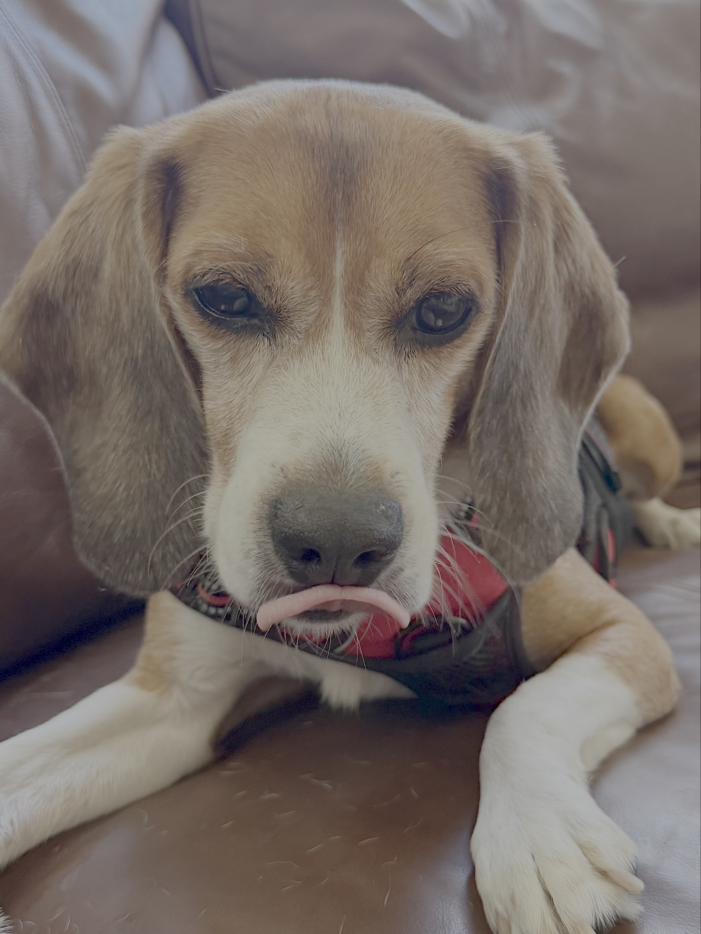 Beagle boy in yard